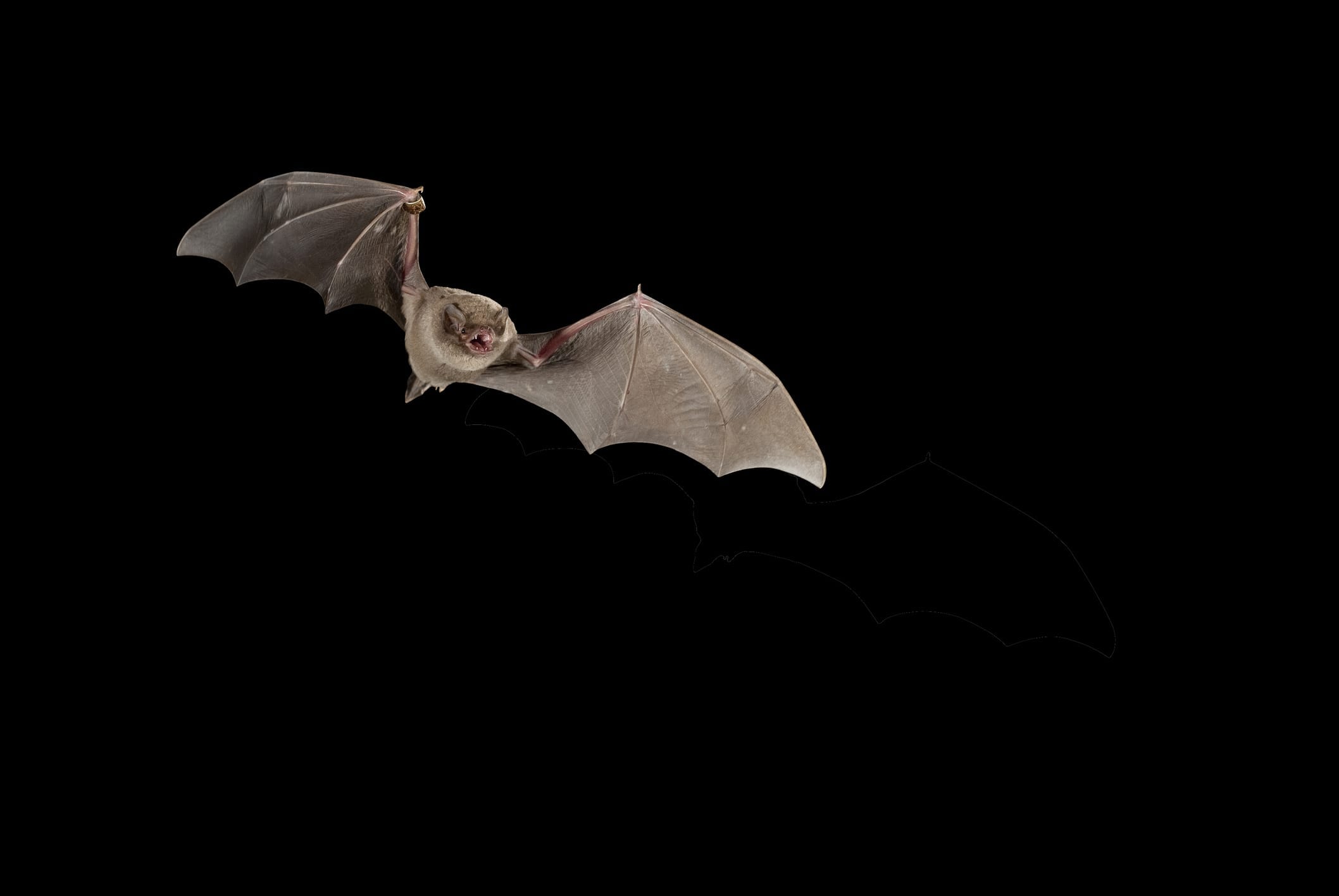Bats, Bites and Rabies The University of Vermont Health Network
