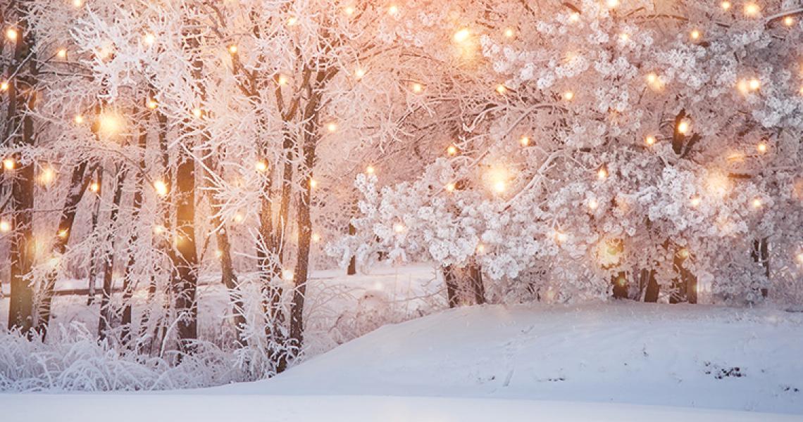 Winter scene in the woods.