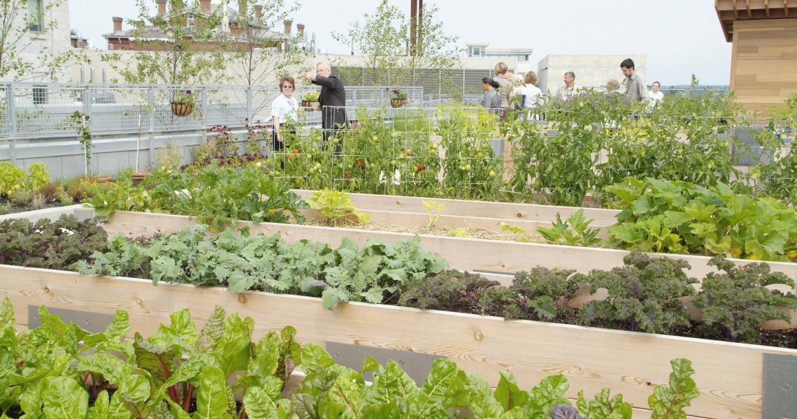 Rooftop garden at the UVM Medical Center