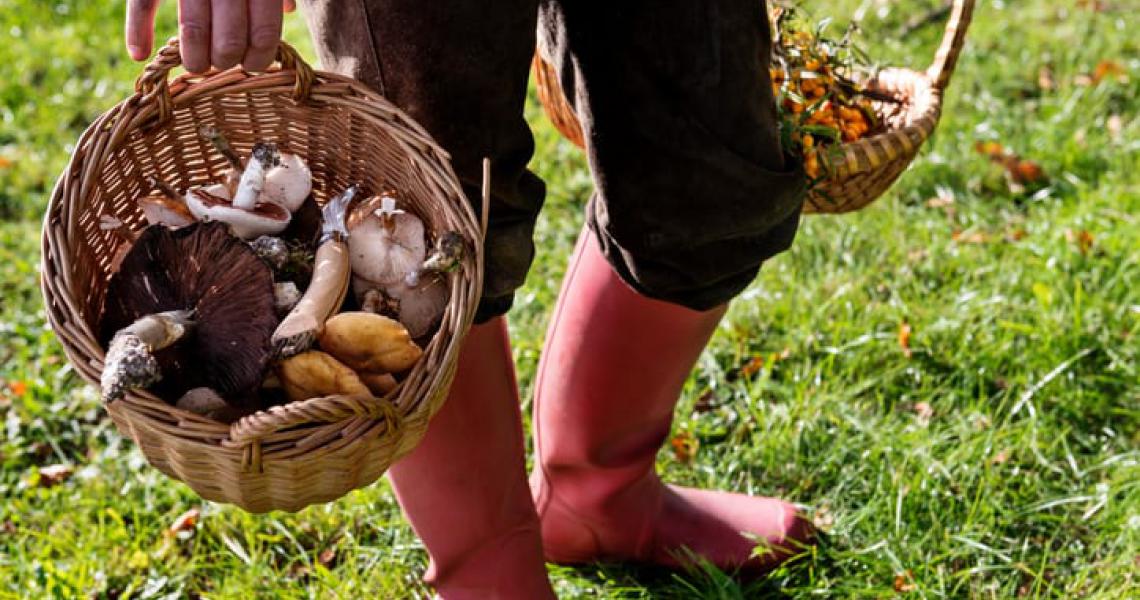 Foraging for Mushrooms Can Be Risky The University of Vermont Health
