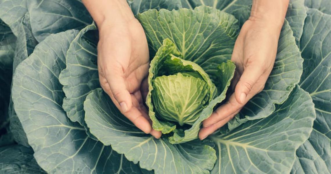 Cabbage The Vegetable With AntiCancer Compounds (Recipe Included