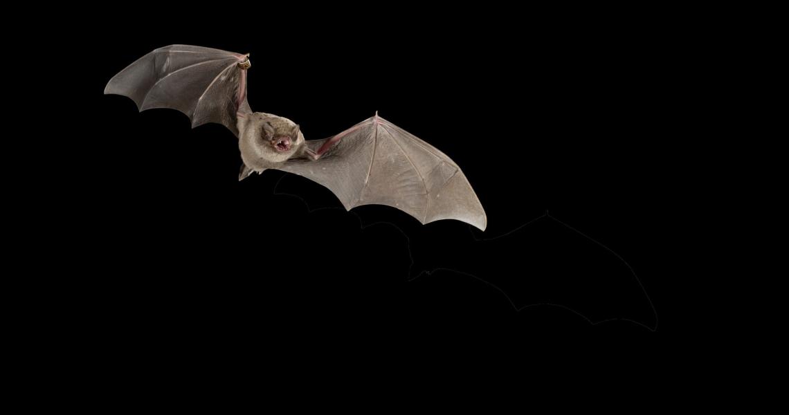 Bats, Bites and Rabies The University of Vermont Health Network